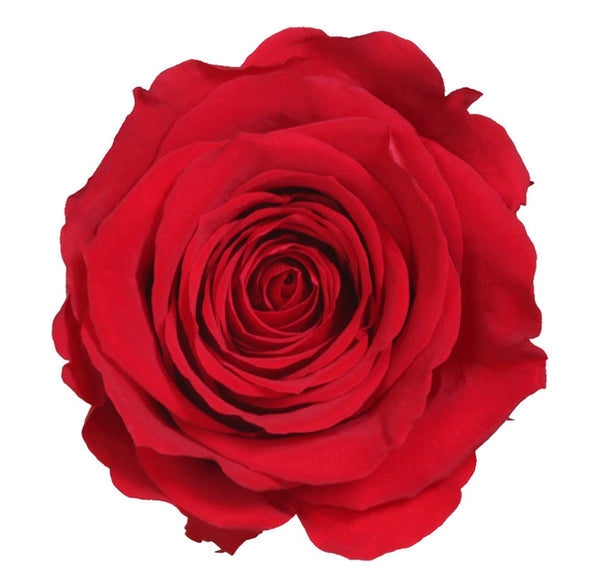 Black square shape box with preserved roses