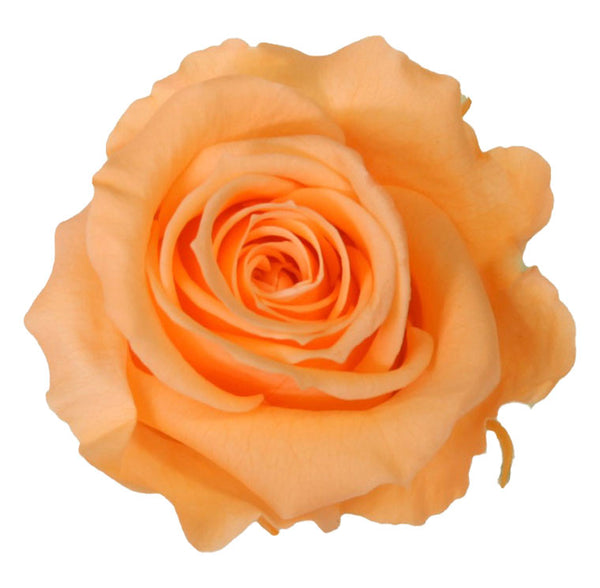 Black square shape box with preserved roses
